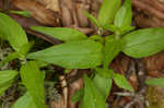 Narrowleaf cowwheat